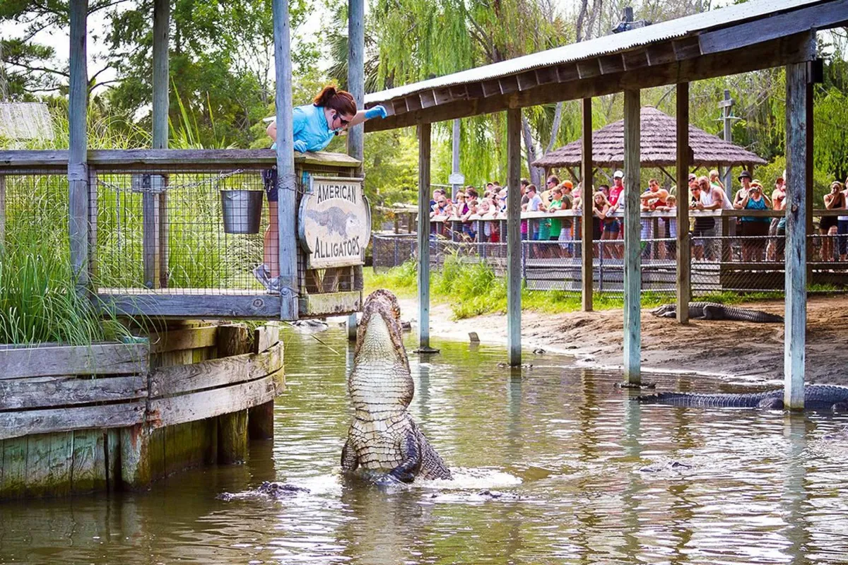 An energetic outdoor scene featuring an alligator feeding demonstration. A handler interacts with an alligator while a crowd of spectators watches, capturing the thrill and educational value of a memorable wildlife experience.